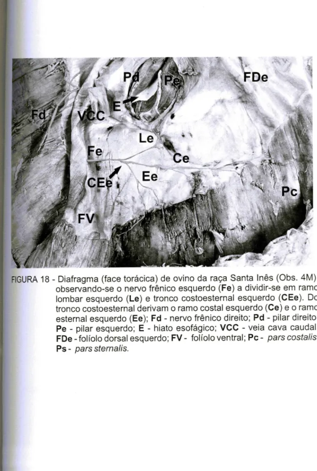 FIGURA 18 - Diafragma (face torácica) de ovino da raça Santa Inês (Obs. 4M), observando-se o nervo frênico esquerdo (Fe) a dividir-se em ramo lombar esquerdo (Le) e tronco costoesternal esquerdo (CEe)