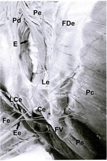 FIGURA 19 - Diafragma (face torácica) de ovino da raça Santa Inês (Obs. 27M), observando-se o nervo frênico esquerdo (Fe) a fornecer o tronco lombocostal esquerdo (LCe) e o ramo esternal esquerdo (Ee)