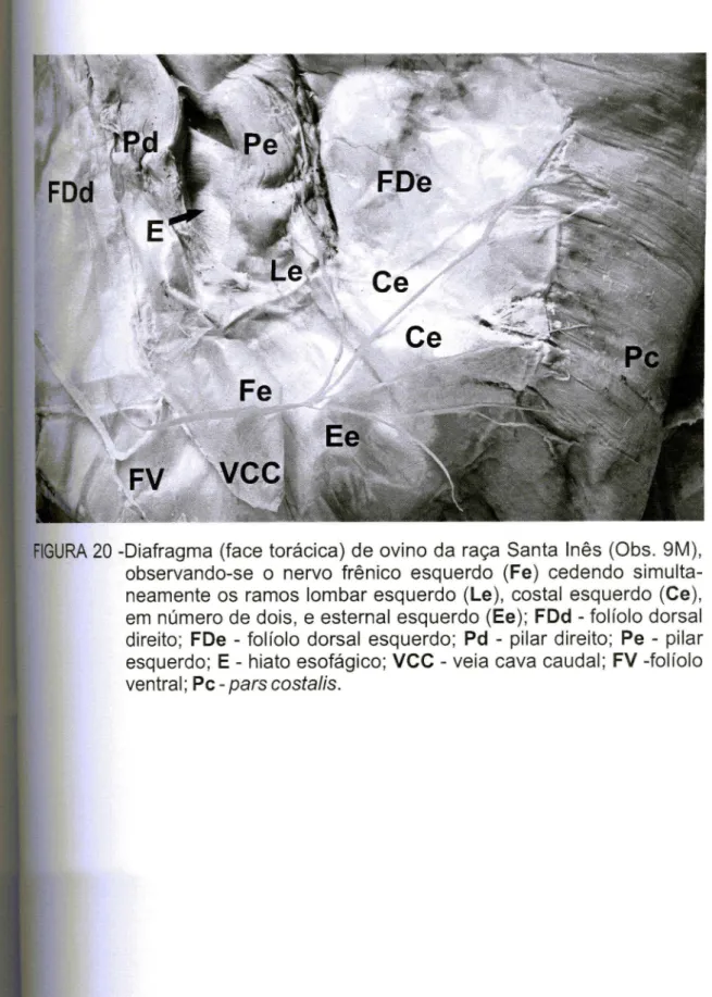 FIGURA 20 -Diafragma (face torácica) de ovino da raça Santa Inês (Obs. 9M), observando-se o nervo frênico esquerdo (Fe) cedendo  simulta-neamente os ramos lombar esquerdo (Le), costa I esquerdo (Ce), em número de dois, e esternal esquerdo (Ee); FDd - folío