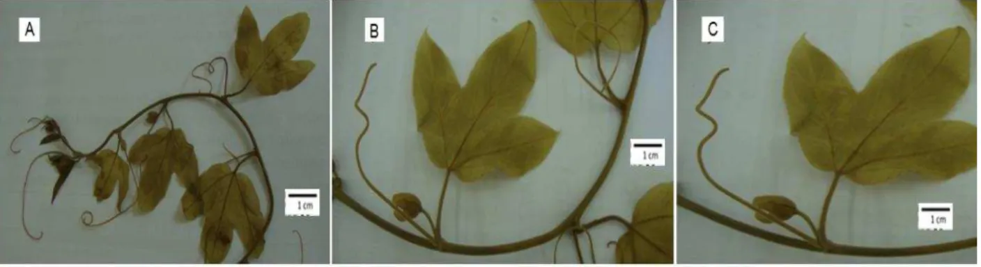 Figura 10 .  Passiflora setacea  - planta fresca  – A, B e C – vista desarmada da planta fresca  com folhas, inicio de flores e gavinhas