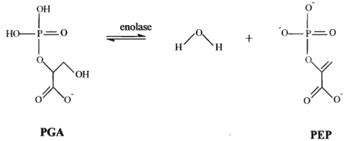 Figura 1. Representação esquemática da reação de conversão do 2-PGA em PEP, catalisada pela enolase.
