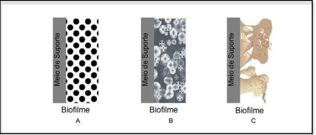 Figura 3 – Evolução conceptual da modelação de biofilmes. (A) – Biofilme com estrutura homogénea; 