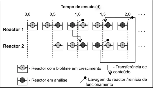 Figura 11 - Exemplificação do modo operatório para obtenção de biofilmes com idades compreendidas  entre 0,5 e 1 dia 