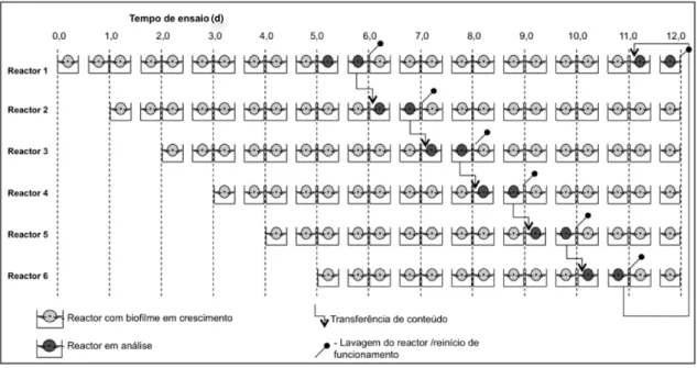 Figura  13  -  Exemplificação  do  modo  operatório  para  obtenção  de  biofilmes  com  idades  compreendidas  entre 5 e 6 dias