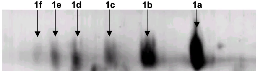 Figura 4 – Detalhe das isoformas de proteína de 41kDa do FI de folhas de laranjeiras. As proteínas foram coradas com Coomassie blue