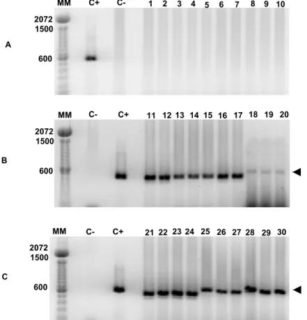 Figura 7 -  Eletroforese em gel de agarose dos produtos da amplificação do DNA de  pecíolo de laranjeiras infectados ou não com Xylella fastidiosa por PCR  utilizando iniciadores específicos CVC-1 e 272-2int