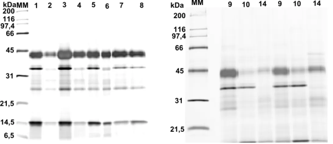 Figura 8 – Perfil de proteínas do FI de folhas de laranjeira em géis de poliacrilamida (15%)  desnaturantes
