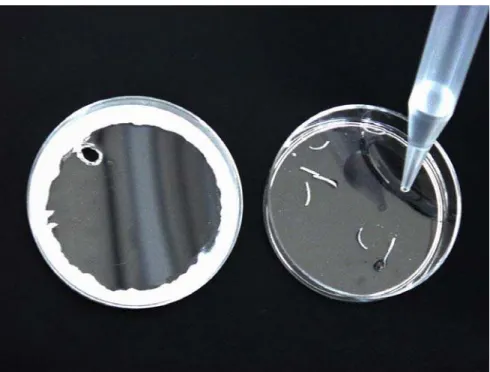 Figura 4.1 - Placa de Petri vaselinada. Adição das amostras de unhas com  2 mL de água deionizada