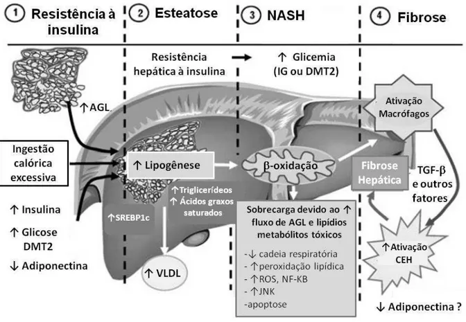 Figura 2: Mecanismos de progressão da NAFLD à NASH. (1) Resistência à  insulina no  tecido  adiposo:  No  contexto  da  síndrome  metabólica  e/ou  diabetes  melittus  tipo  2  a  resistência à ação da insulina resulta em aumento da lipólise no tecido adip