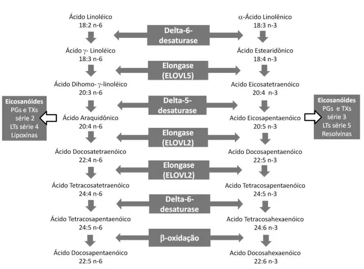 Figura 3. Vias de Metabolização dos Ácidos Graxos Poli-insaturados n-6 e n-3. 