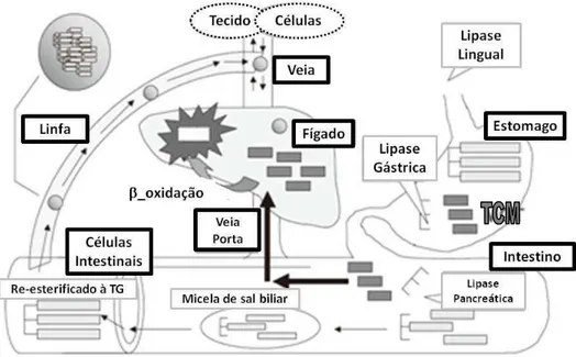 Figura  4.  Hidrólise  e  absorção  dos  triglicerídeos  de  cadeia  longa  e  cadeia média no sistema gastrointestinal