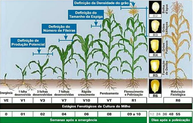 Figura 9 - Fenologia do milho: estádios de desenvolvimento da cultura. Adaptado de Fancelli  (1986) e Iowa State University Extension (1993)