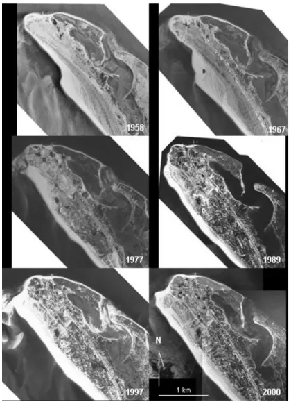 Figure 2. Evolution of the coastline at the northern tip of the Tróia peninsula  over the last 60 years, from rectified vertical aerial photographs