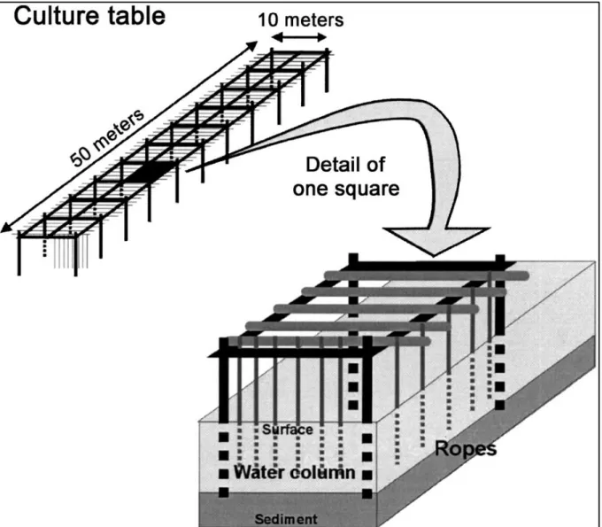 Figure 2.5 – Sketch of typical oyster table