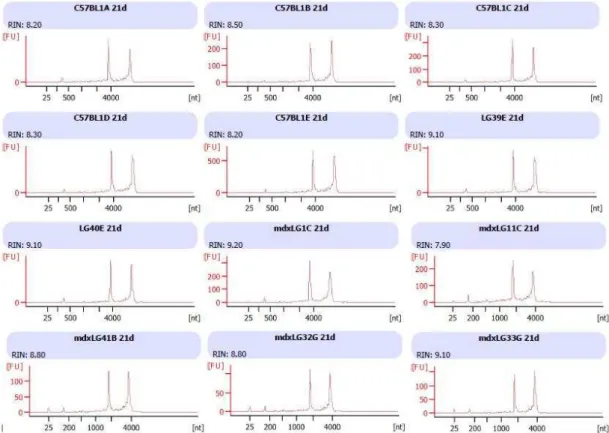 Tabela 14 - Quantificação do cRNA das amostras do grupo de animais com 21 dias 