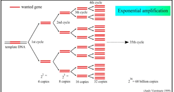 Figura 5 - Ciclo resumido de uma PCR. Ao final de 35 ciclos foram  geradas, exponencialmente, cerca de 68 bilhões de cópias de um fragmento  específico presente no DNA de um determinado organismo