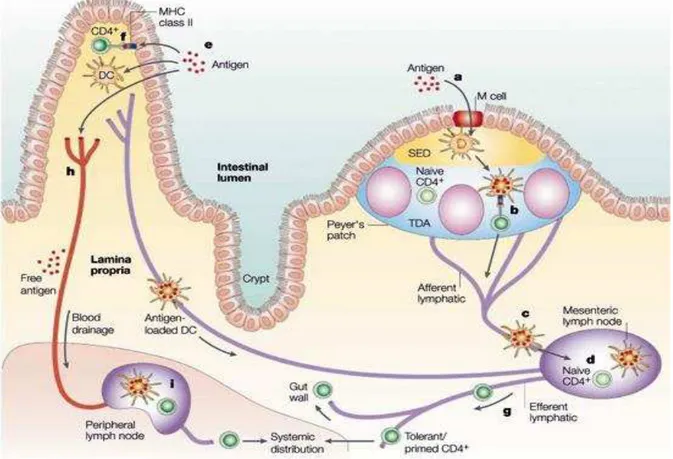 Figura 1-Componentes do sistema imune de mucosa 