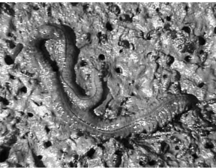 Figure 1.4 – The ragworm Nereis diversicolor 