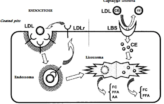 Figura  1.  Captação de LDL e de éster de colesterol. Esquerda: o LDL-r é localizado nas  invaginações  (clathrinas-coated pits) na superfície celular