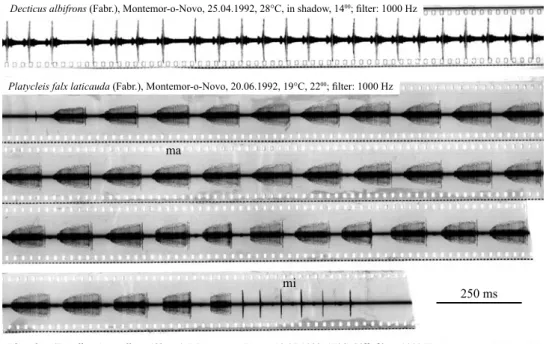 fig. 2 – male calling songs of three decticinae: Decticus albifrons produced a loud and resonant strid- strid-ulation consisting of a syllable rate of 15/s