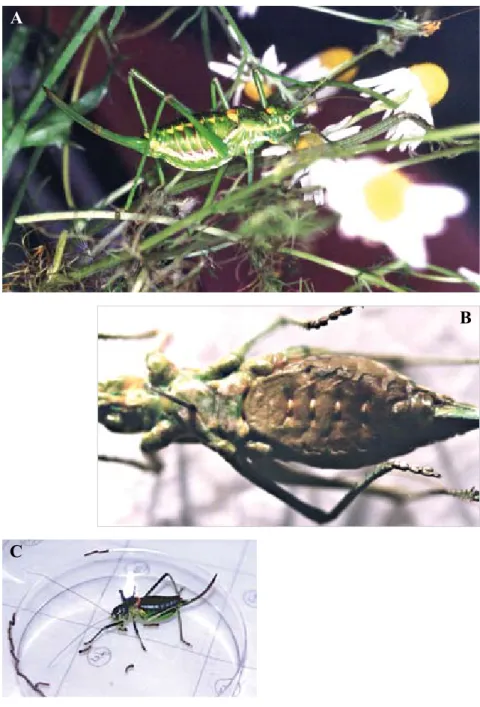 fig. 4 – Uromenus (Steropleurus) pseudolus: a - the female collected, B - ventral side of  the freeze-dried female showing the small callous sternal patches (light coloured) and the  sclerotized bridge between 7th sternum and SGP, C - Uromenus (Steropleuru
