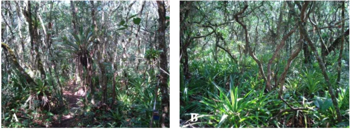 Figura 3 – Área de estudo localizada na Ilha do Cardoso, vegetação de Restinga Alta (A) e Restinga Baixa (B) 