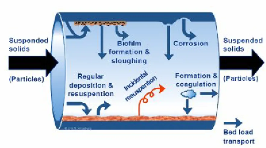 Fig. 1-3 Particle-related processes in the drinking water distribution system [Vreeburg, 2007]