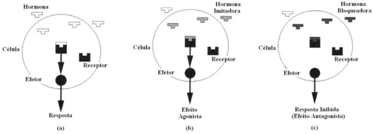 Figura 1.3.1 – Processo de desregulação endócrina: (a) Resposta Natural; (b) Efeito  Agonista; (c) Efeito Antagonista (adaptado de Birkett e Lester, 2003) 