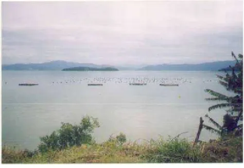 Foto 4 – Zona de cultivo de moluscos bivalves da Universidade Federal de Santa Catarina,  localizado na praia de Sambaqui (grupo referência)