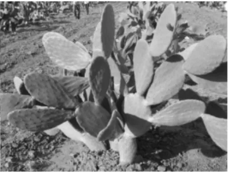 Figura 1 – Plantação de cacto Opuntia fícus-indica, em João Pessoa, para alimentação do gado 