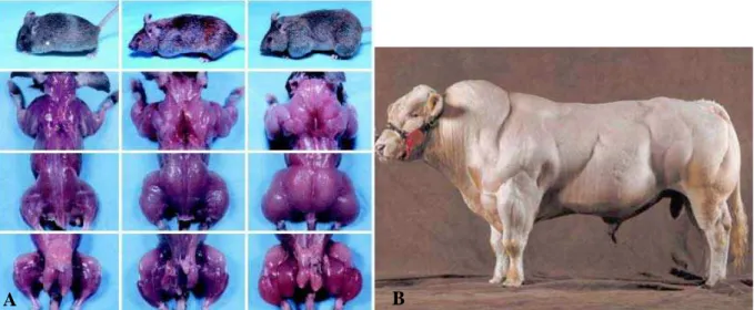 Figura 1 – Fenótipo de musculatura dupla em camundongos (A) e bovinos (B) devido à ausência de atividade de  miostatina 