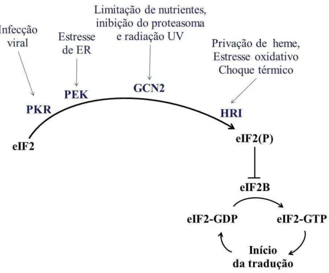 Figura 5. Quinases de fosforilam eIF2α de mamíferos. Proteínas quinases PKR, PEK, GCN2 e HRI são ativadas  em  diferentes  condições  de  estresse