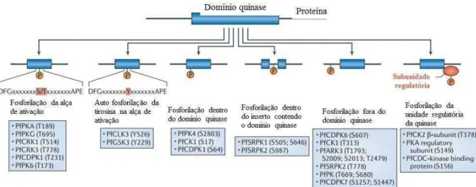 Figura 8. Proteínas quinases segundo os sítios de fosforilação. Modificado (DOERIG et al., 2015) 