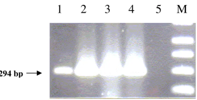 Figura 1. Detecção do gene bft do DNA bacteriano de amostra fecal e de bactérias isoladas