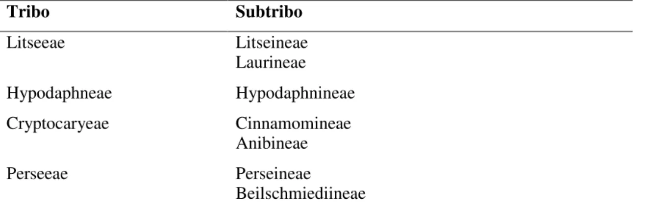 Tabela 1. Tribos e subtribos de Lauroideae (Lauraceae), de acordo com Kostermans (1957)