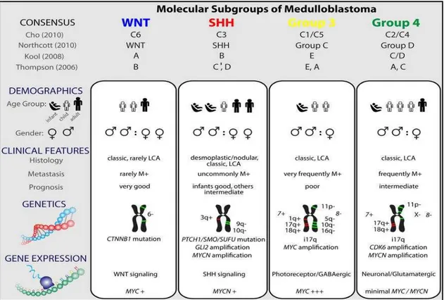 Figura  2:  Diferenças  demográficas,  clínicas  e  genéticas  entre  os  quatro  subgrupos  moleculares de meduloblastomas (Taylor  et al., 2012)