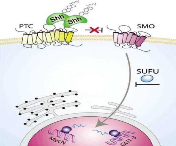 Figura 5 - Via de sinalização SHH. Na ausência do ligante Sonic Hedgehog (Shh), o  regulador  negativo  (receptor  de  membrana)  denominado  patched  (PTC)  bloqueia  a  sinalização  celular  através  de  smoothened  (SMO)