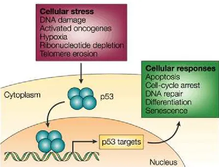Figura 6 - Resposta mediada por p53. p53 existe em baixa concentração nas células  não  estressadas