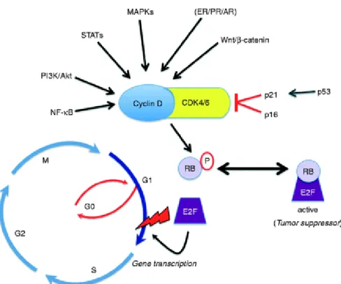 Figura  7  -  Regulação  do  ciclo  celular.  Sinalização  mitogênica  extracelular  fazem  ciclina  D1  interagir  com  CDK4/6,  formando  um  complexo  que  fosforila  e  inativa  a  proteína supressora tumoral RB, levando à dissociação de fatores de tra