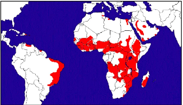 Figura  3  -  Distribuição  da  esquistossomose  mansônica  no  mundo.  Fonte: 