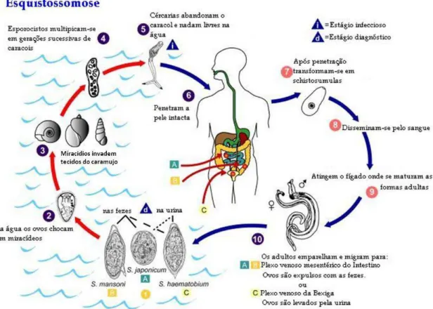 Figura 7  – Ciclo de vida da esquistossomose. Fonte: CDC 