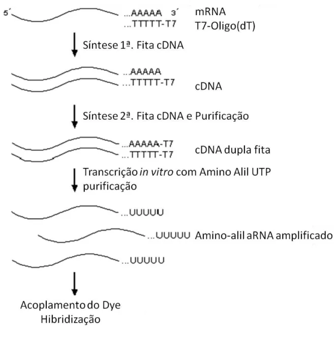Figura  8  –  Representação  esquemática  das  etapas  do  processo  de  amplificação  de  RNA  utilizando  a  metodologia  e  reagentes  fornecidos  pela  empresa Invitrogen Corporation