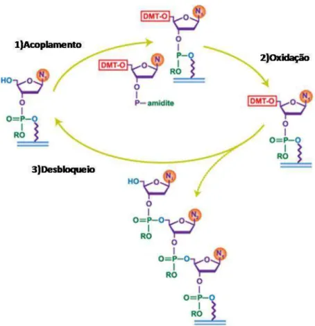 Figura  10  -  O  ciclo  geral  simplificado  da  síntese  de  oligonucleotídeos  via  fosforamidita