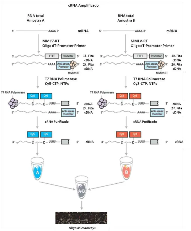 Figura  11  –  Representação  esquemática  das  etapas  do  processo  de  amplificação  de  RNA  utilizando  a  metodologia  e  reagentes  fornecidos  pela  empresa Agilent Technologies