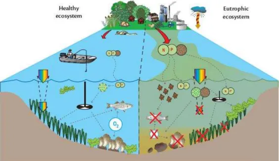Figure 1 – Conceptual diagram comparing a healthy ecosystem without signs of increased eutrophication  and another ecosystem exhibiting eutrophic symptoms (Bricker et al., 2007)
