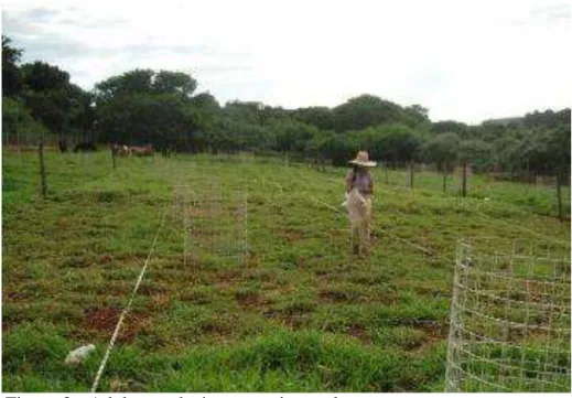 Figura 3 - Adubação da área experimental 