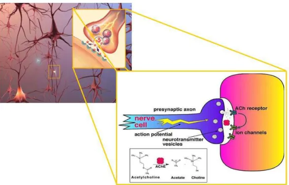 Figura 1. Sinapse entre as células nervosas. Em destaque a ação da enzima AChE na fenda sináptica