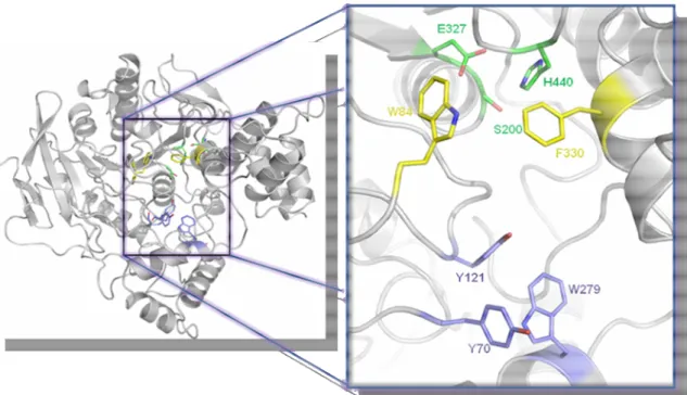 Figura 5. Estrutura da enzima acetilcolinesterase destacando os resíduos do sítio ativo, incluindo a  tríade catalítica (verde), o sítio aniônico (amarelo) e o sítio aniônico periférico (azul)