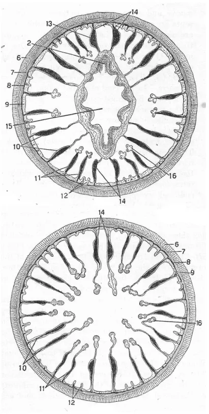 Figura  01:  Esquema  da  morfologia  interna  em  Anthozoa,  modificado  de  Hyman  (1940)