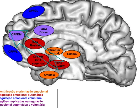 Figura 1. - Regulação automática do processamento emocional através do  sistema de transmissão de informação no sentido adiante (anterógrado) 